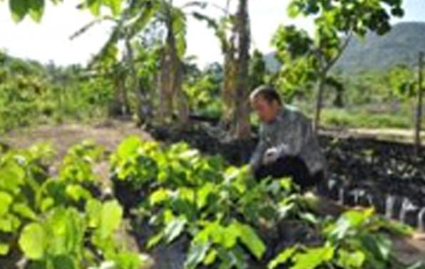 Pemkab Bangka Gandeng TNI/Polri Tanam Kemiri