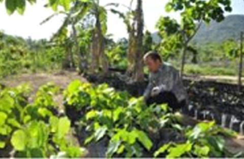 Pemkab Bangka Gandeng TNI/Polri Tanam Kemiri